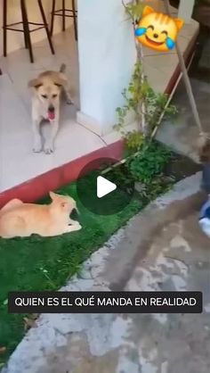 two dogs and a cat are sitting on the grass in front of a house with a little boy standing next to them