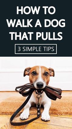 a dog with a leash on it's neck and the words how to walk a dog that pulls 3 simple tips