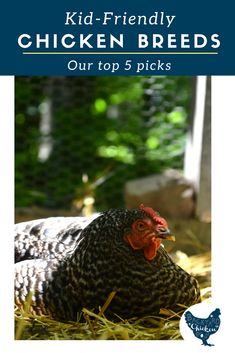 a chicken laying on top of hay with the words kid - friendly chicken breeds our top 5 picks