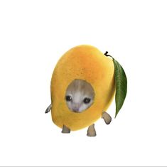 an image of a small animal in a mango