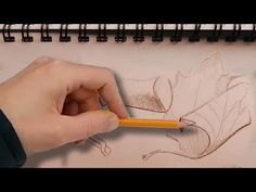 someone is drawing a leaf with a pencil