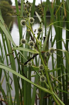 some very pretty green plants by the water