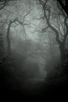 a black and white photo of trees in the fog