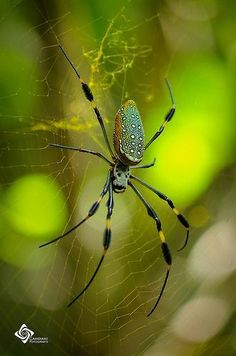 a large spider sitting on top of a web