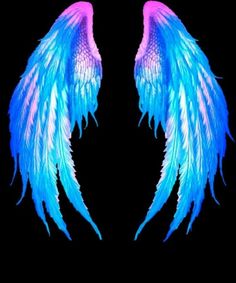 two blue and pink wings against a black background