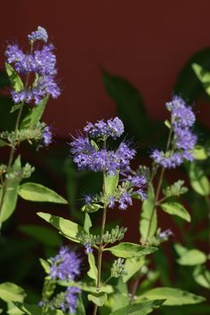 purple flowers with green leaves in front of a red wall