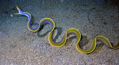 a yellow and blue snake laying on the ground