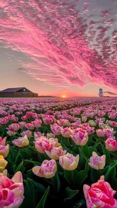 a field full of pink and yellow tulips under a cloudy sky at sunset