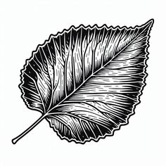 a black and white drawing of a leaf with long thin leaves on the tip of it