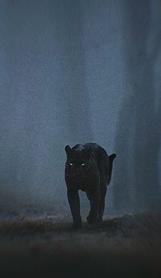 a black bear standing in the middle of a dark room with light coming from it's eyes