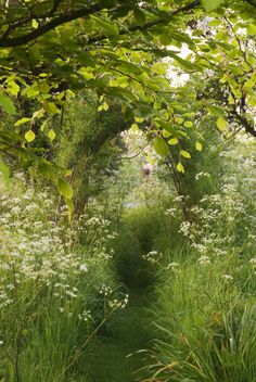 the path is surrounded by tall grass and trees