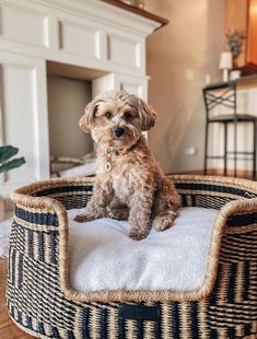 a small brown dog sitting on top of a pet bed