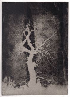 a black and white photo of a tree with no leaves