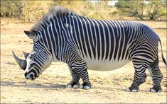 a zebra standing on top of a dirt field next to grass and trees in the background