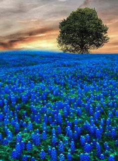 a lone tree stands in the middle of a field of bluebonallflowers