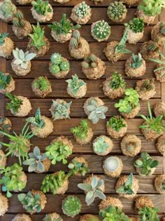 small succulents are arranged on wooden boards