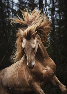 a brown horse with long hair running in the air and trees behind it's back