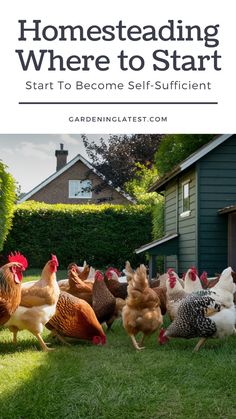 chickens and roosters in the yard with text overlay that reads, homesteading where to start start to become self sufficient