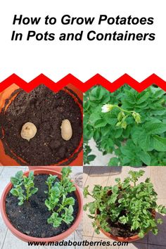 how to grow potatoes in pots and containers