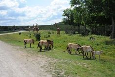 several horses are grazing on the grass near a road and some giraffes