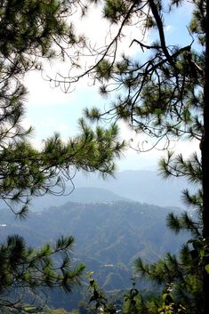 the view from behind some pine trees