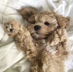 a small brown dog laying on top of a bed