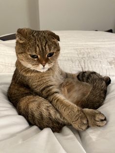 a cat sitting on top of a white bed