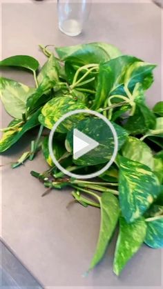 a pile of green leaves sitting on top of a table