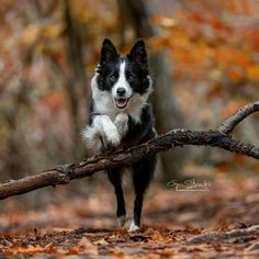 a black and white dog is running through the woods with a branch in its mouth