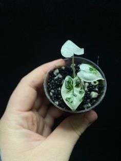 a hand holding a small glass filled with plants