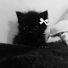 a black kitten with a white bow on its head sitting on a bed next to a blanket