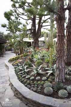 a garden area with various plants and trees in the background, including succulents