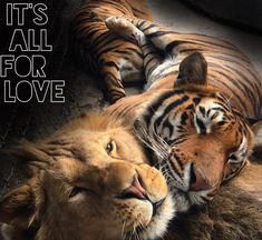 two tigers laying next to each other with the caption it's all for love