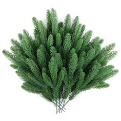 a bunch of green pine branches on a white background