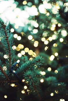 a close up view of a pine tree with lights in the backgroung