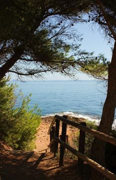 there is a wooden path going up to the water's edge with trees on either side