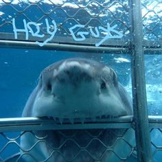 a close up of a dolphin behind a fence with water in it's mouth