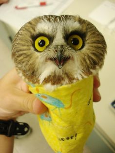 an owl with big yellow eyes is holding a cone in its hand and looking at the camera