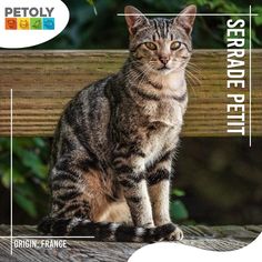 a cat sitting on top of a wooden bench