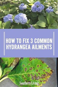 hydrangea plants with text overlay how to fix 3 common hydrangea aliments