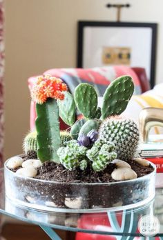 an iphone photo of a cactus in a glass container with rocks and flowers on it