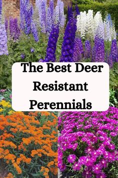 the best deer resistant perennials to grow in your yard or garden, including purple and orange flowers