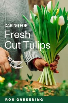 Planting tulip bulbs is simple enough, but how to make the most of the fresh cut tulip stems is the question.  We want to know when to cut, where to cut, how to arrange them and how to give them the longest vase life. Learn all our tulip care tips with our tulip care guide from Roo Gardening. Tulip Care, Planting Tulip Bulbs, Fresh Tulips, Planting Tulips, Tulips Arrangement, Long Vase, Tulip Bulbs