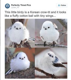 four different pictures of small white birds on a tree branch with caption that reads, this little bird is a korean crow - it and it looks like a fluffy cotton ball with tiny wings