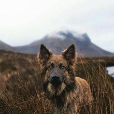 a dog standing in tall grass with mountains in the backgrouds behind it