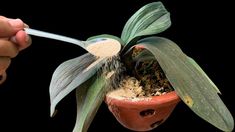 a person holding a spoon over a potted plant with dirt and sand in it