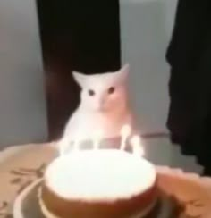 a white cat sitting on top of a cake