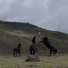 three horses are playing with a ball in an open field near some hills and mountains