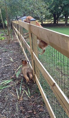 an instagramted post from pinterest com shows a cat in the fence