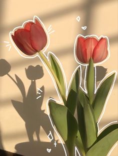 two red tulips are casting a shadow on the wall